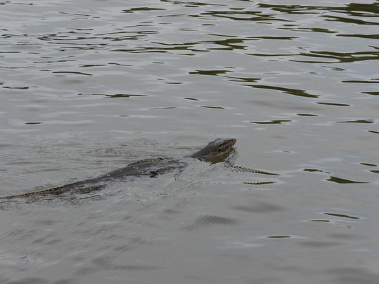 Noch mehr wilde Tiere.