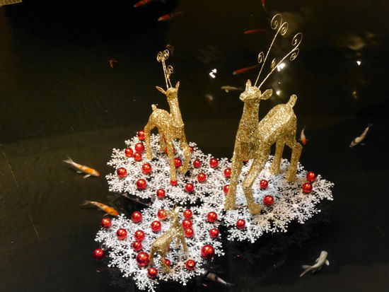 Die goldenen Rentiere schwimmen auf dem Koiteich.