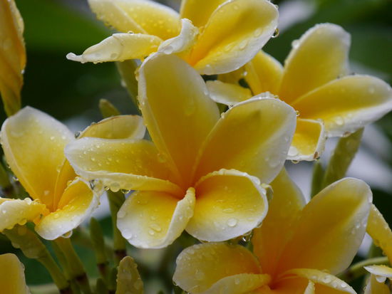 Frangipani