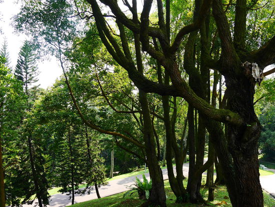 Schöne alte Bäume säumen unseren Weg.