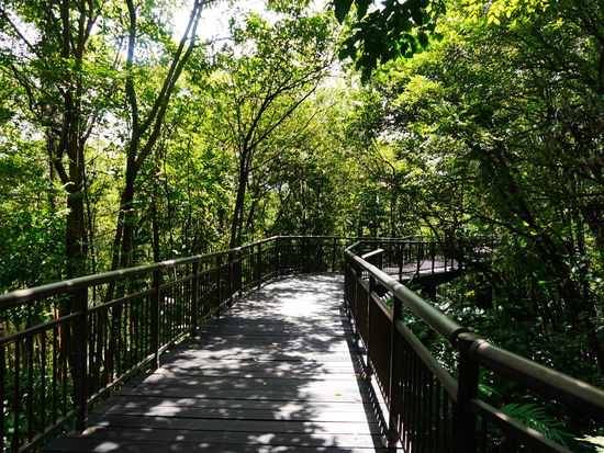 Canopy Walkway
