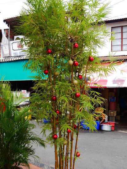 Weihnachtsbambus!!