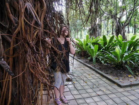 Schlechte Verstecke...
Ficus elasticus...