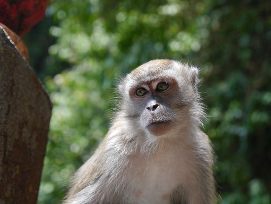 So unschuldig, die diebische Bande...