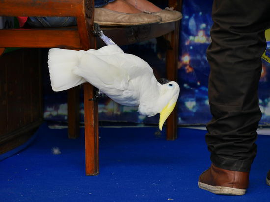 Der Vogel steht Kopf