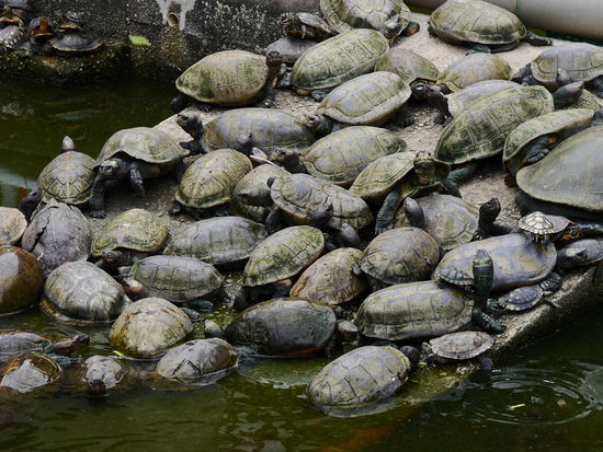Schildkröten - hunderte im Tümpel vor dem Tempel.