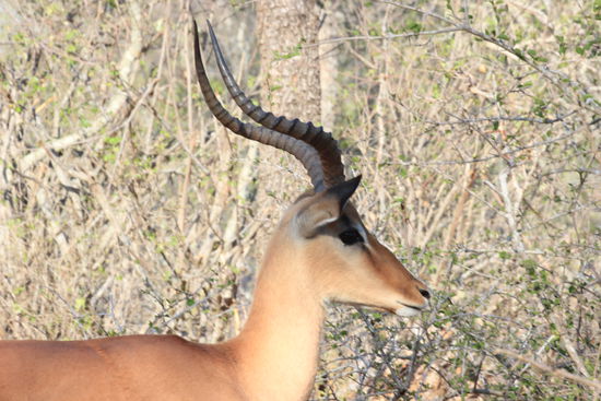 Auf die Impalas ist wenigstens Verlass