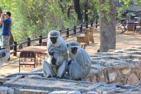 Diebische Bande. Lauerten am Picknick-Platz aufs Frühstück