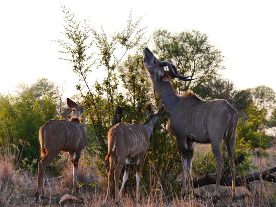 Kudu Familie beim Abendbrot