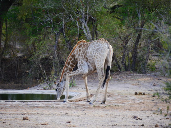 Giraffe am Wasserloch