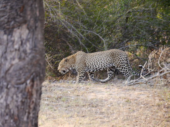 Und es gibt ihn doch!!!