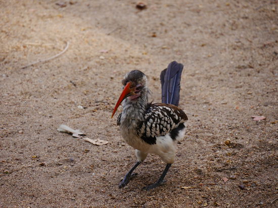Er mochte unser Auto nicht