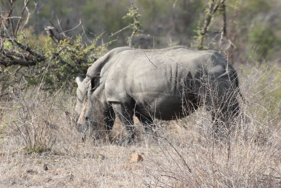 Nashörner! Endlich...