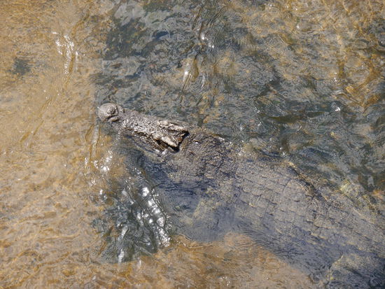Krokos im Fluss gleich nach dem Gate