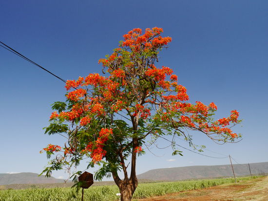Der Fieberbaum. Er blüht, wenn die Malaria Hochkonjunktur hat.