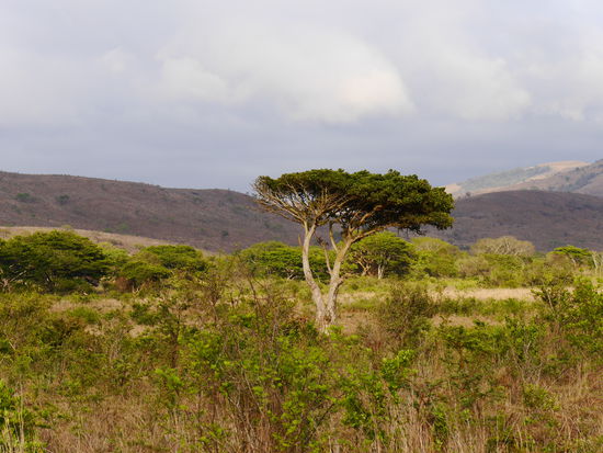 Landschaftsimpressionen aus Hluhluwe
