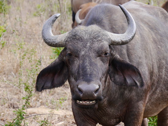 Zeigt her eure Zähne....