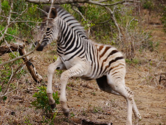Übermütiges, kleines Zebrafohlen