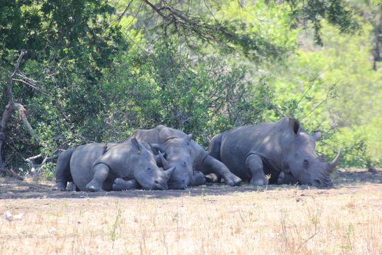 Schlafende Nashörner im Schatten.