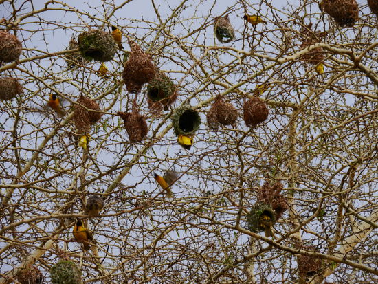 Webervögel bei uns in der Lodge