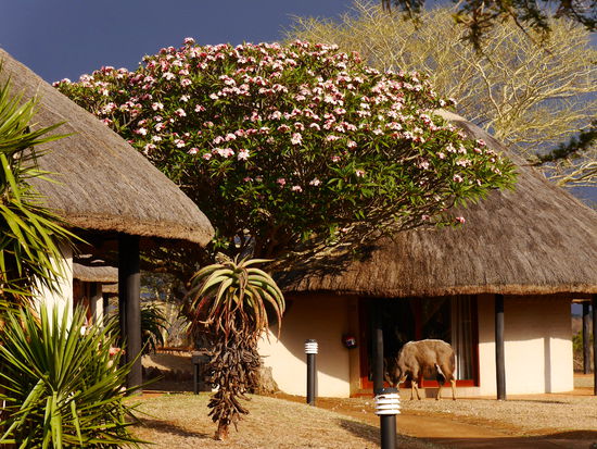 Wilde Tiere auf der Terrasse.