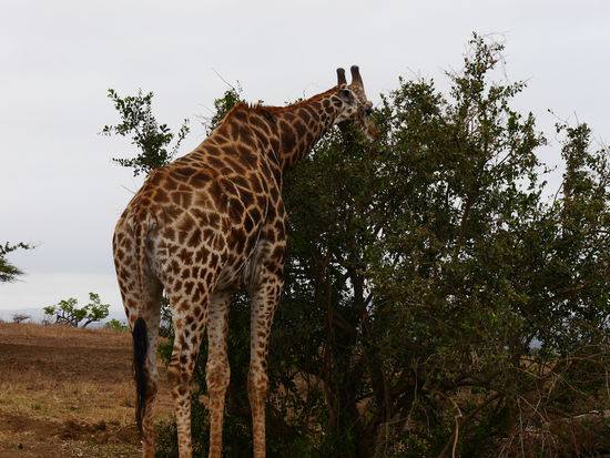 Immer nur das Beste für die Dame.