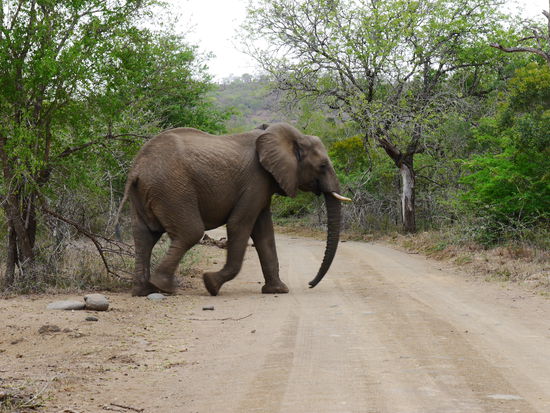 Achtung! Elephant-Crossing