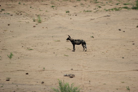 Wildhund!!!! Äußerst selten.