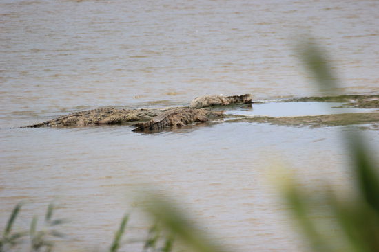 ... auf Krokodile