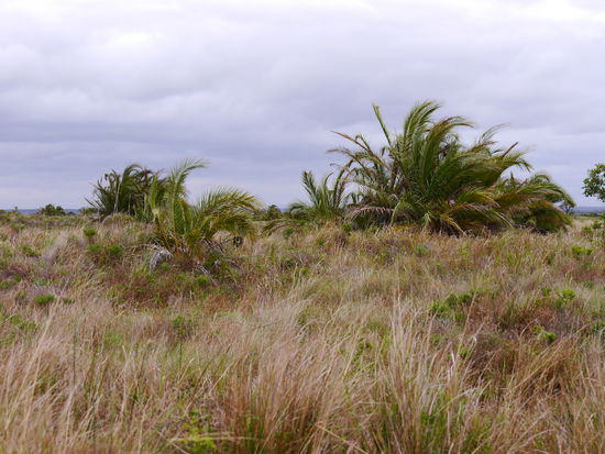 Landschaft in den Wetlands