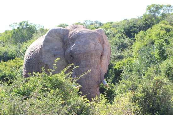Mist. Ich bin einfach zu groß zum Versteckspiel