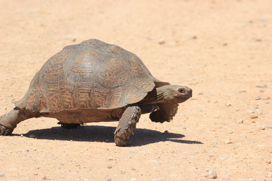 Leoparden Schildkröte im "Sturmschritt"
