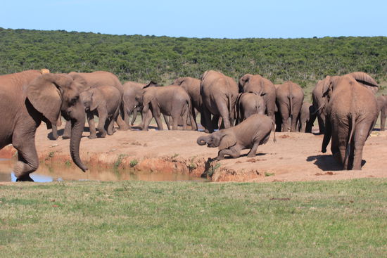 Elefanten zum Frühstück