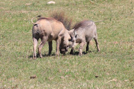 Pumba auf Krawall gebürstet.
