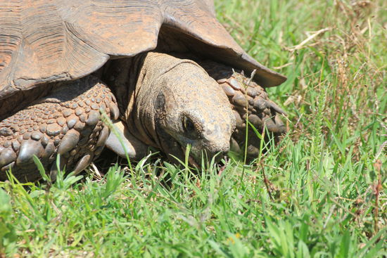 Er/Sie/Es dagegen, ist gaaanz gelassen.