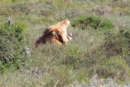 Guten Morgäääähn....