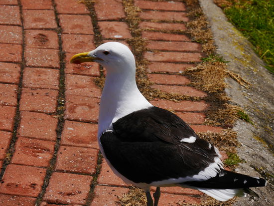 Garstige kleine Biester....