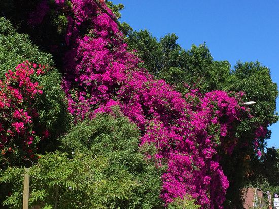 Prächtige Bourgonvilla in Wilderness