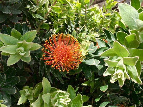 Protea -Südafrikas Nationalblume