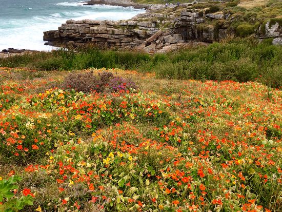 Blühende Kapuzinerkresse