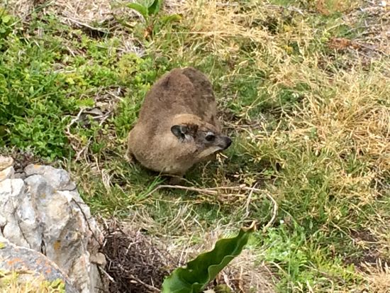 Übrigens mit den Elefanten verwandt. Sieht man gleich, wie ich finde...
