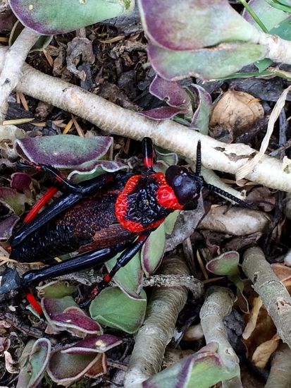 Hübscher Grashüpfer