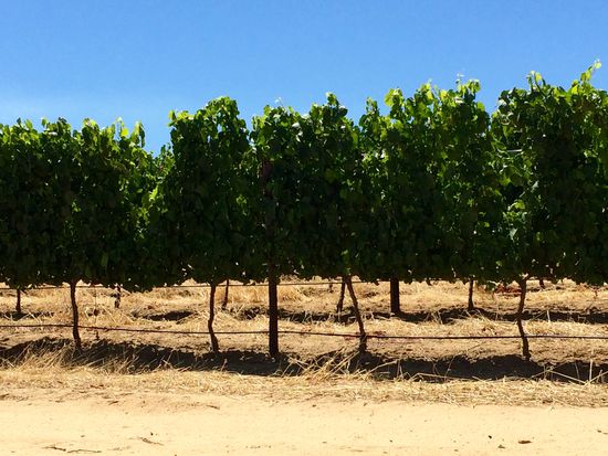 Die Pflanze aus der die Träume sind...