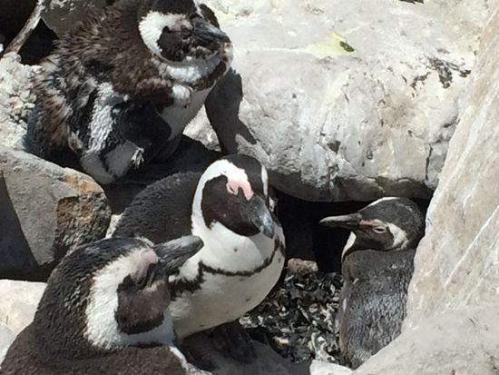 Allemann in der Mauser