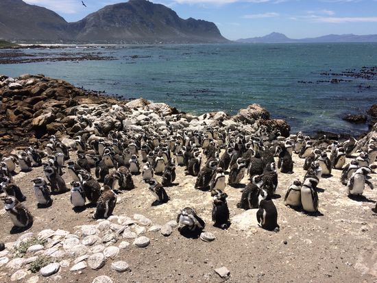 Betty's Bay - die größte Pinguinkolonie in Südafrika