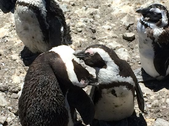 Pack schlägt sich, Pack verträgt sich