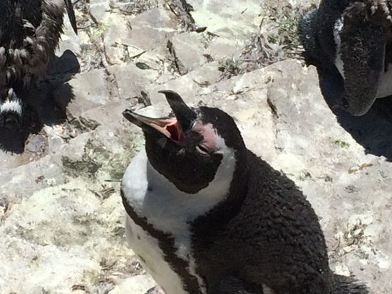 ... Ja genau, und Knie haben wir keine. Ehrenwort!