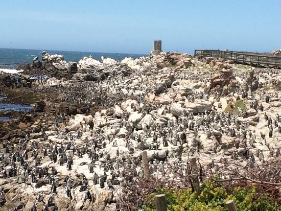 Pinguine bis zum Horizont