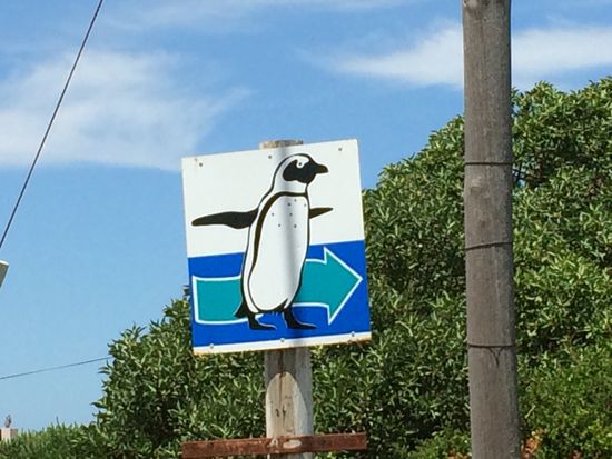 Wo geht es bitte zu den Piguinen?