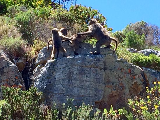 Die Affen sind los...